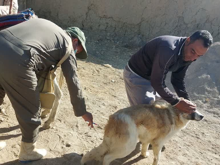 واکسیناسیون 3700 قلاده سگ صاحبدار علیه بیماری هاری 